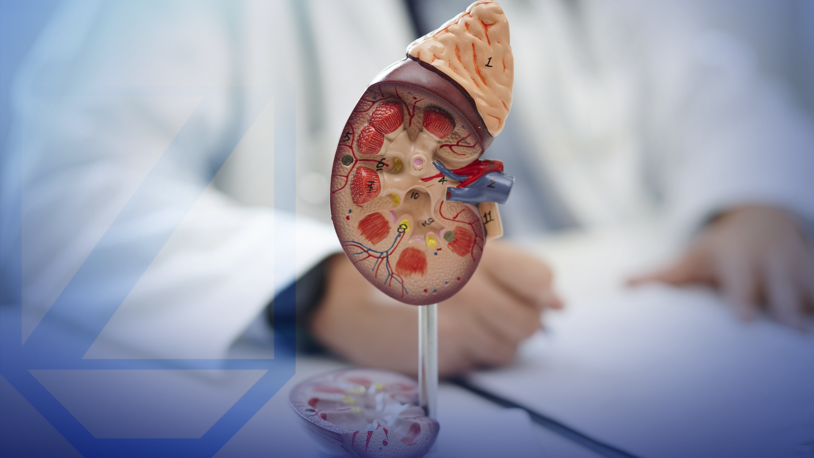 Urología